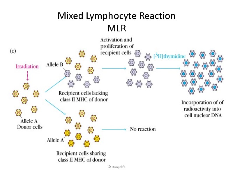 © Ranjith’s Mixed Lymphocyte Reaction MLR